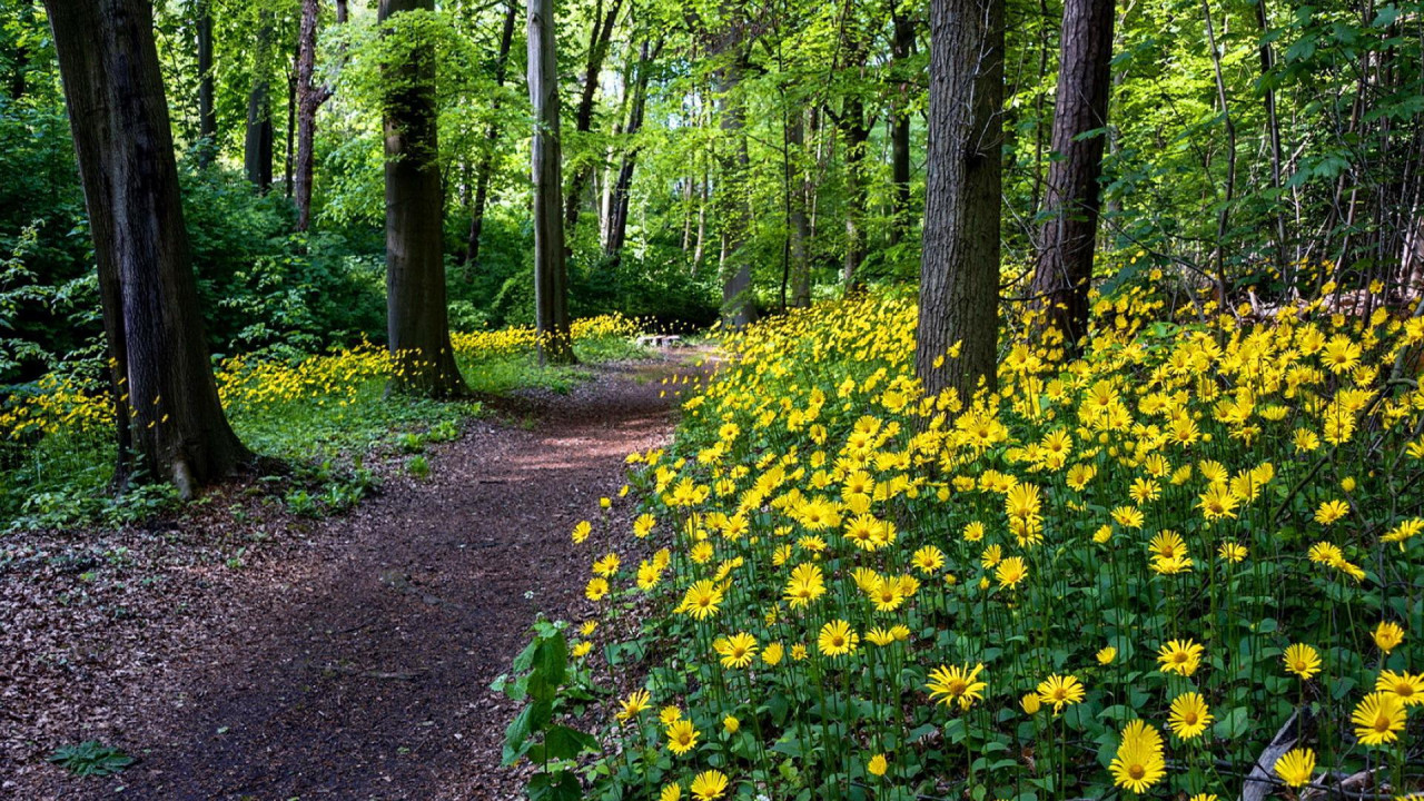 path through forest