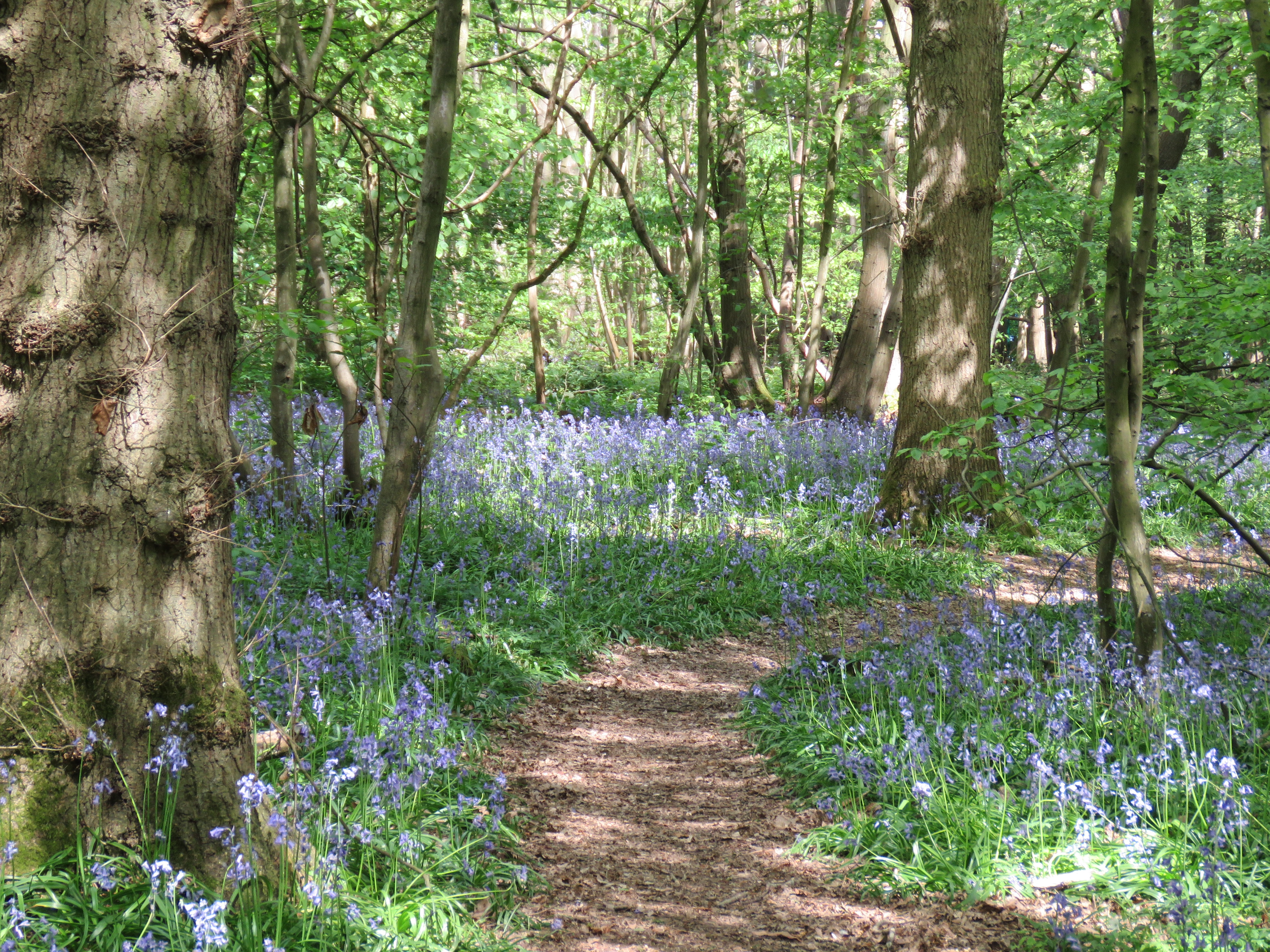 wooded path